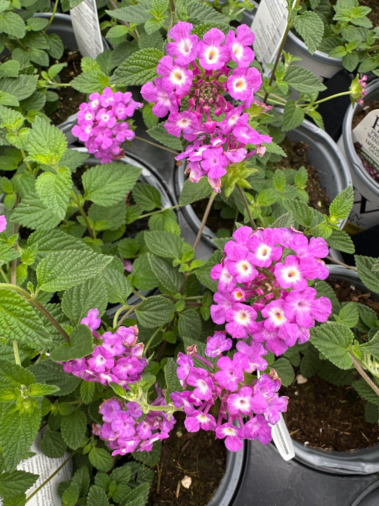 LANTANA LUSCIOUS GRAPE - QUART POT