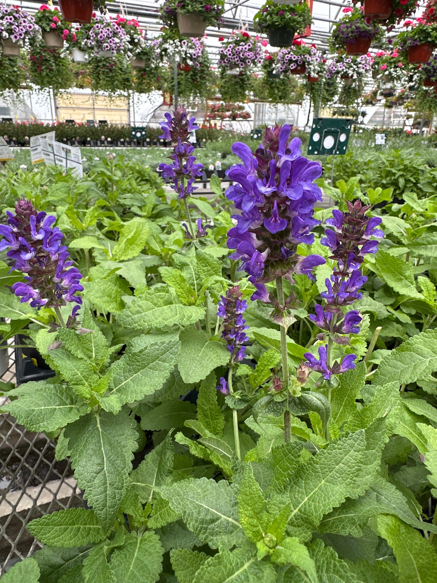 SALVIA BLUE MARVEL - QUART POT