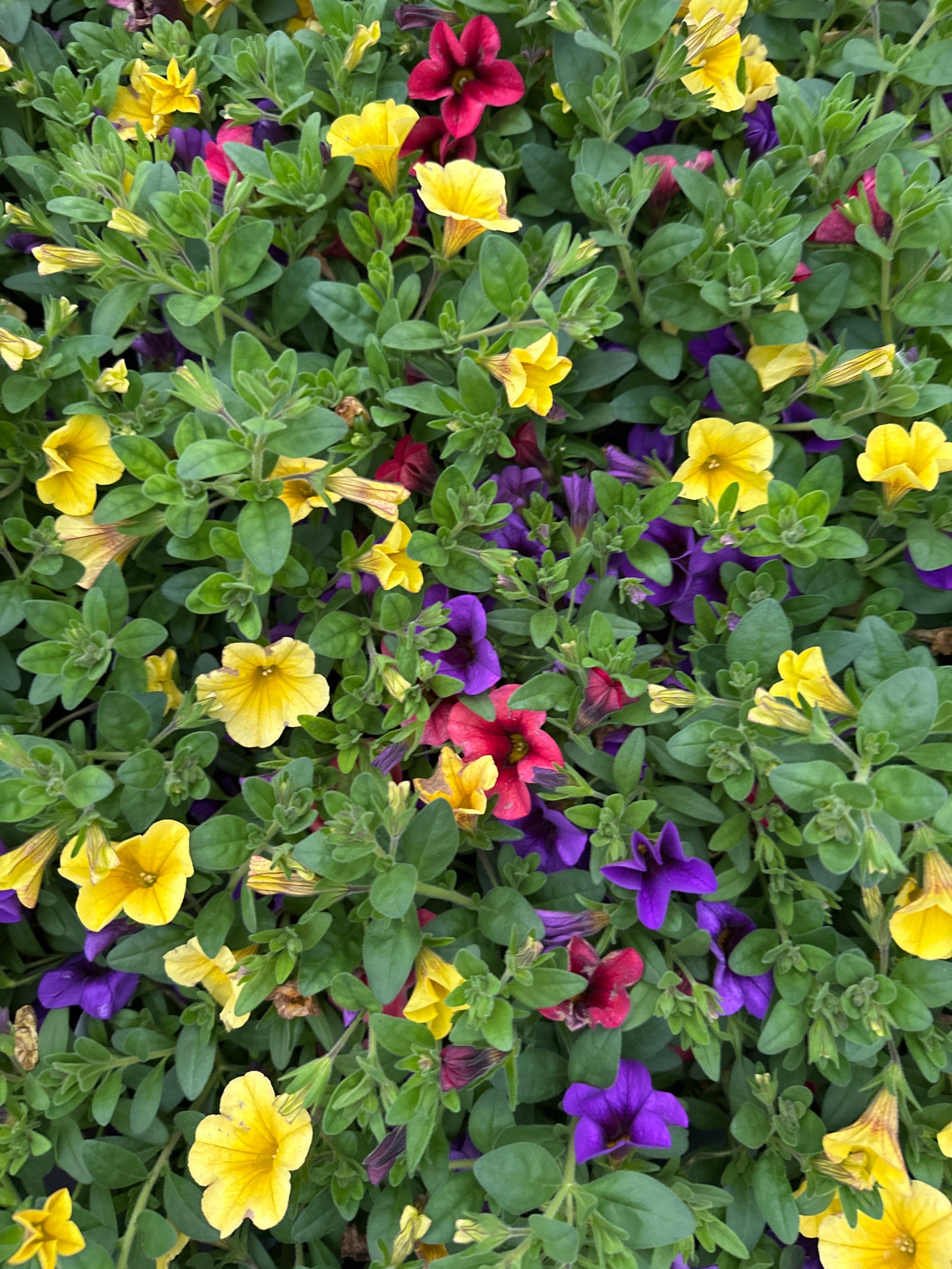 COMBO SUMMER SUNSET - QUART POT
