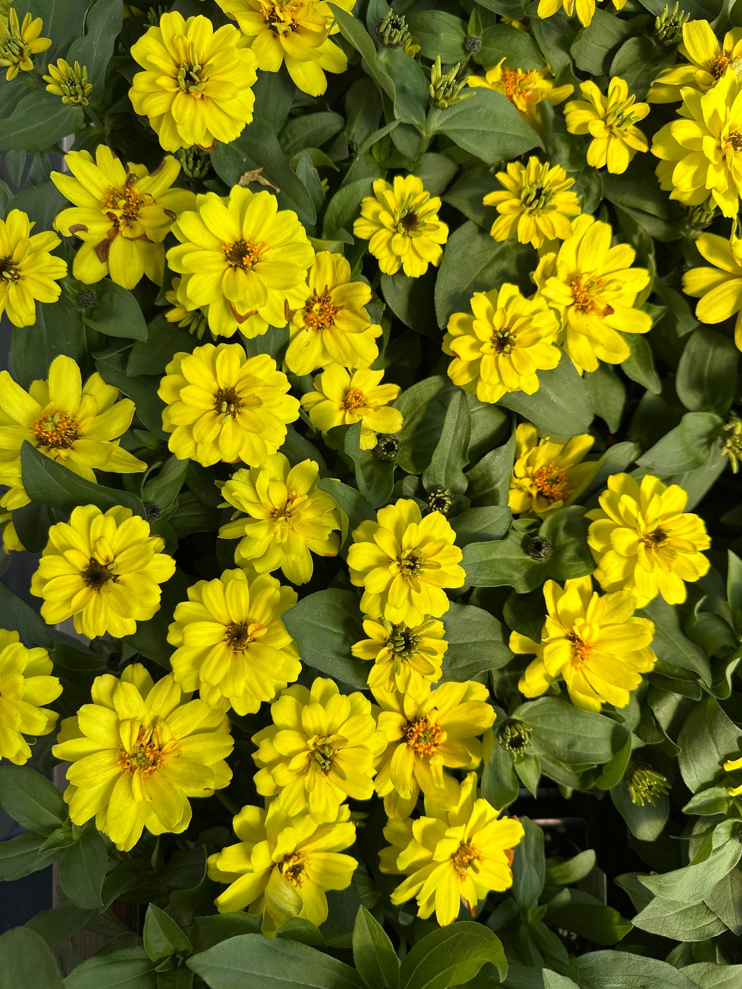 ZINNIA PROFUSION DOUBLE YELLOW - JUMBO 6 PACK