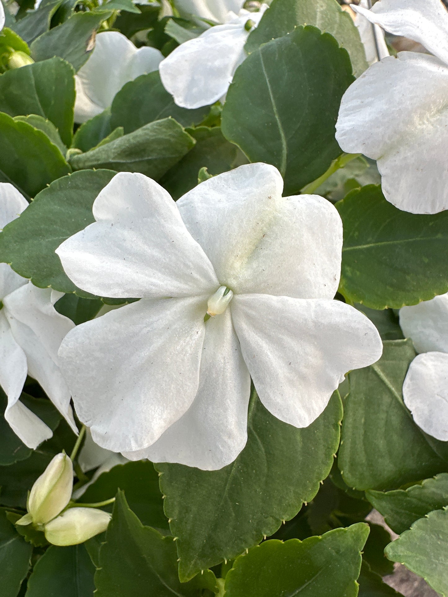 IMPATIENS BEACON WHITE - 8'' HANGING BASKET