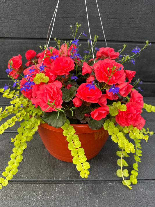 BASKET #4 - 12" HANGING BASKET