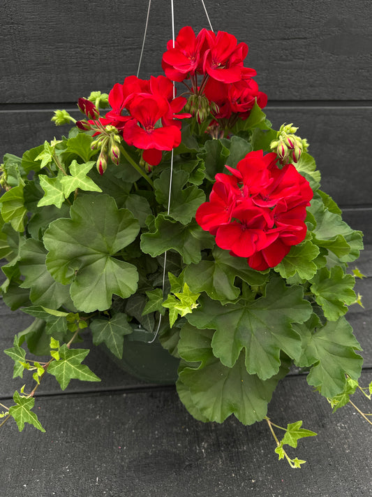 BASKET #44 - 10" HANGING BASKET