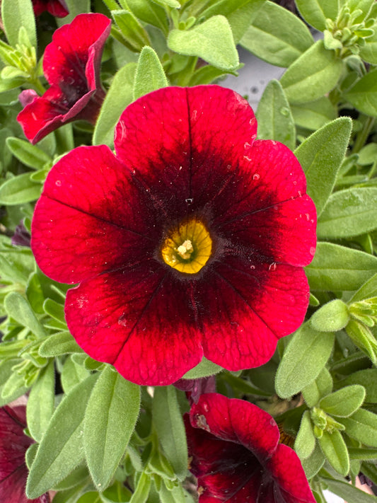 CALIBRACHOA CHA CHA RED KISS - 4" POT
