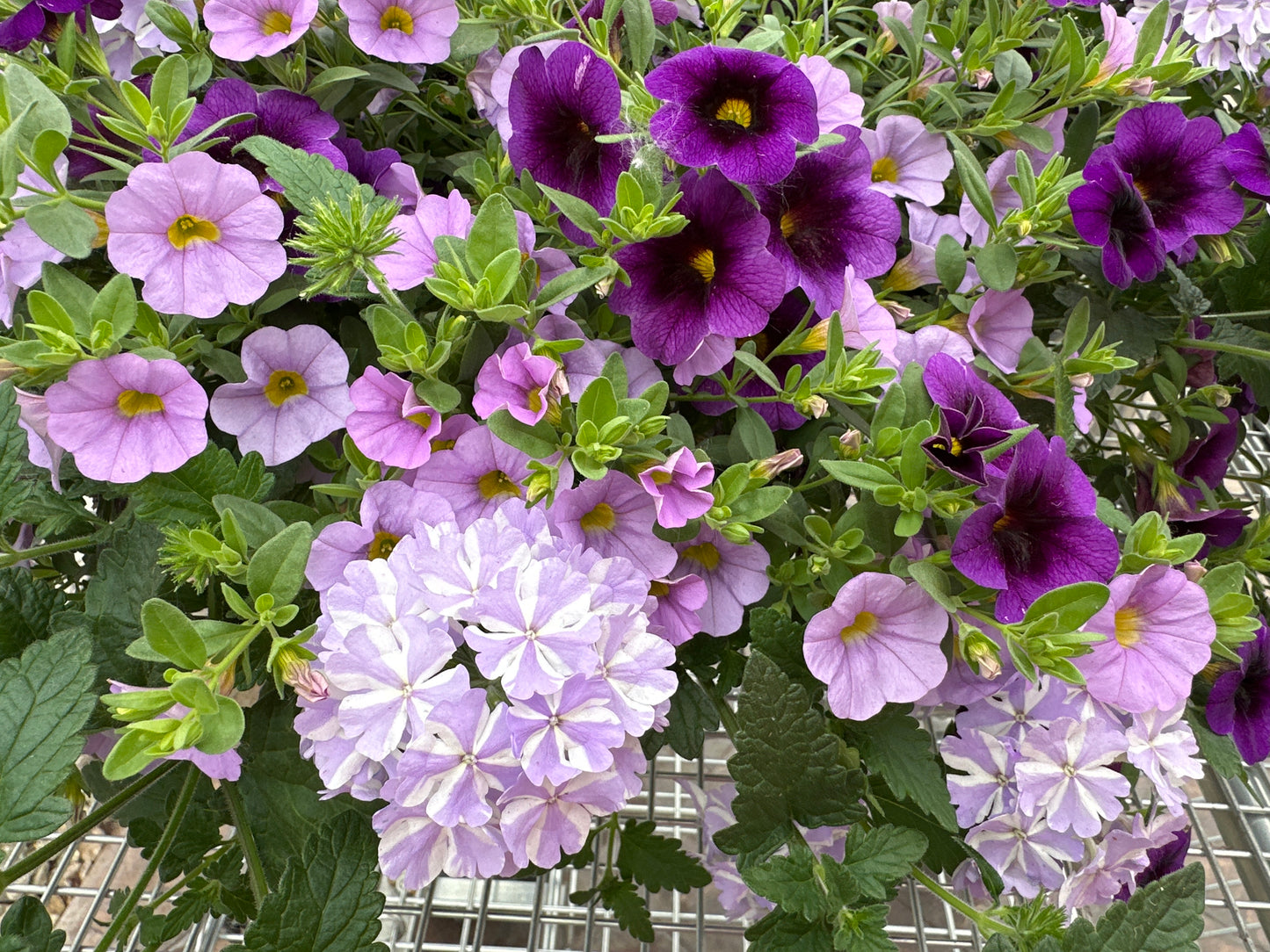 BASKET #23 - 10" HANGING BASKET