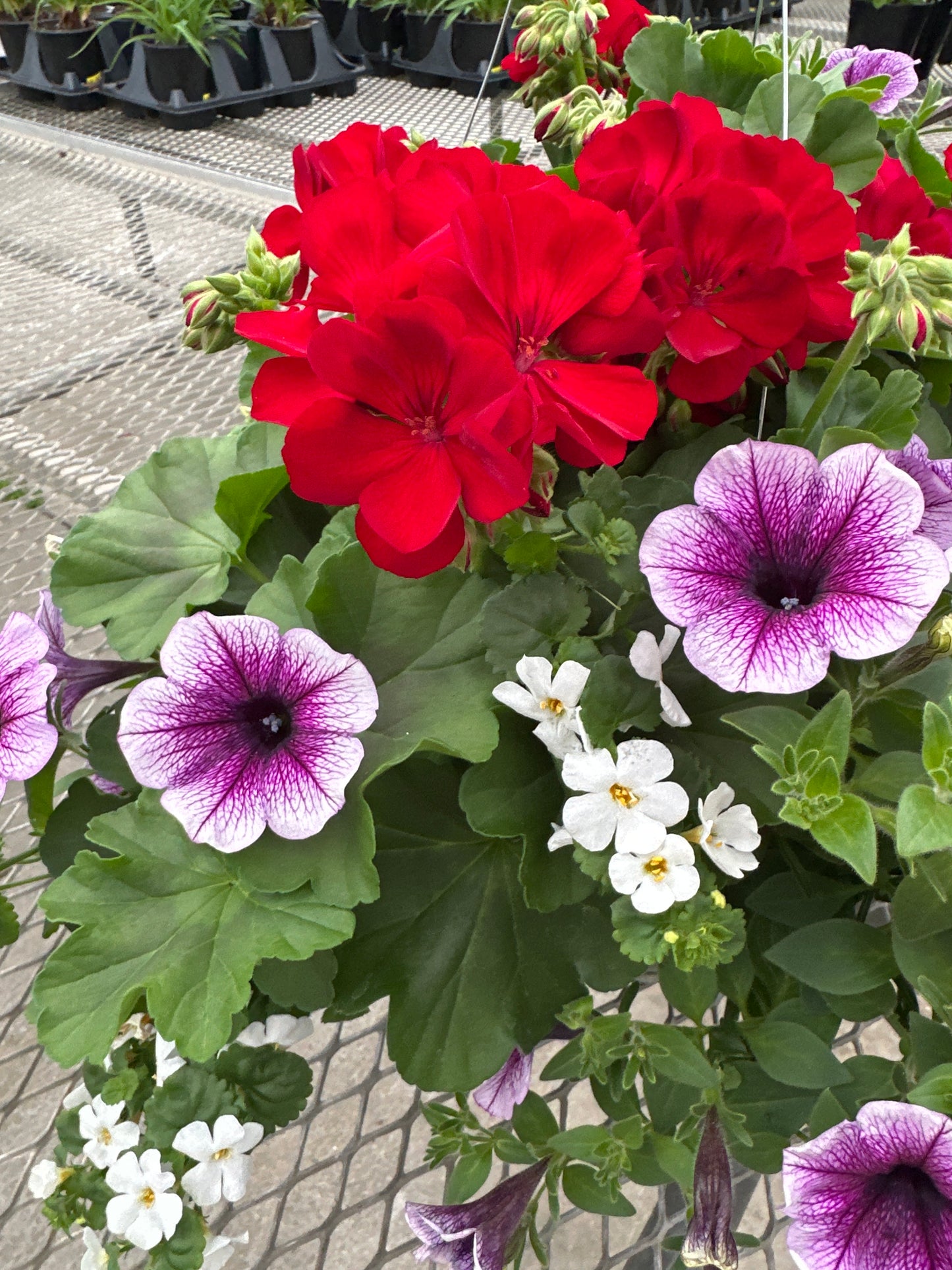 BASKET #30 - 12'' HANGING BASKET