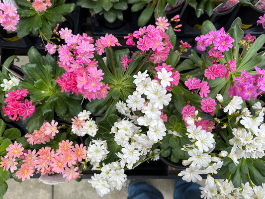 LEWISIA COTYLEDON RAINBOW HYBRIDS MIX - QUART POT
