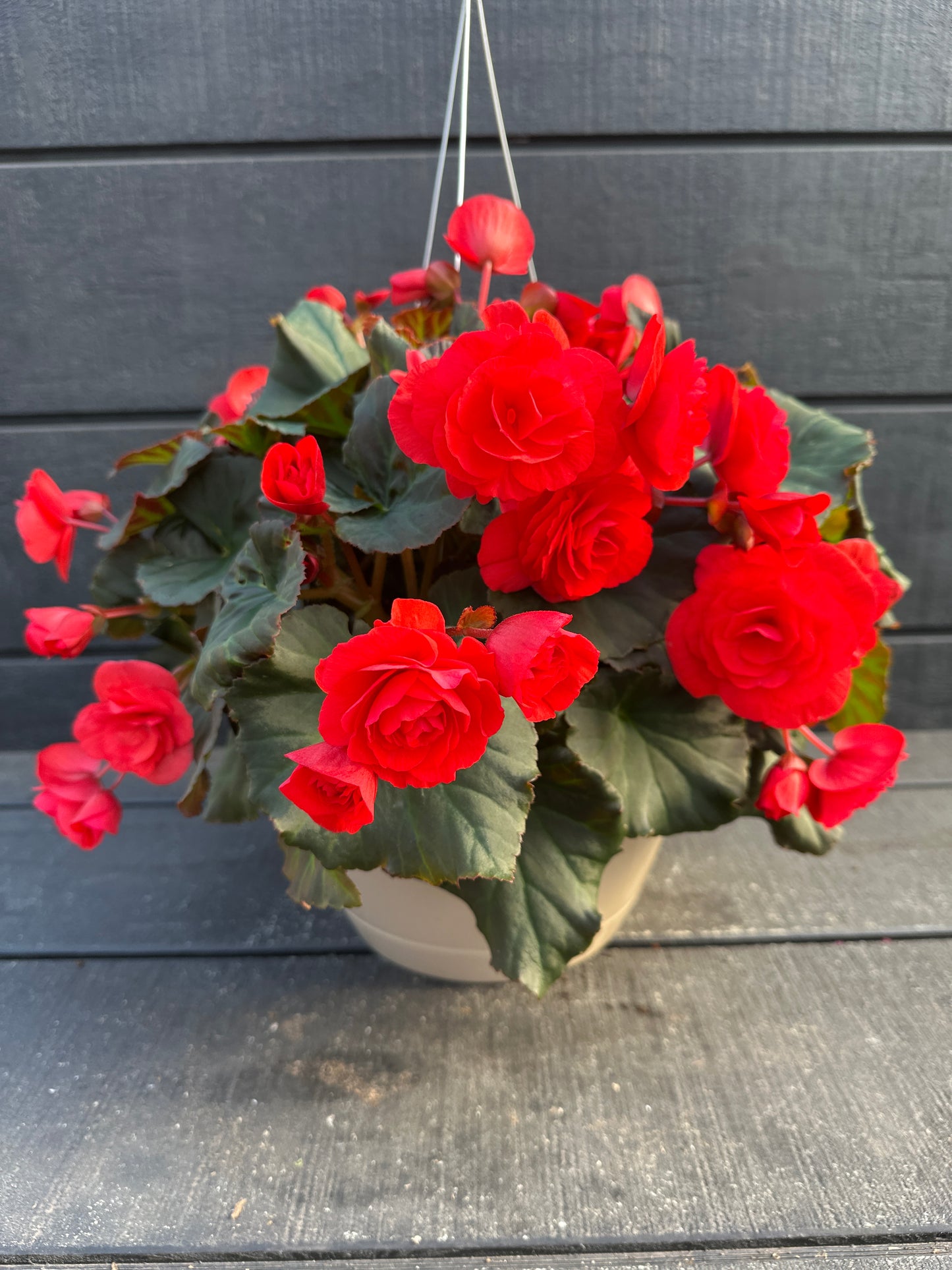 BEGONIA SOLENIAS RED - 10'' HANGING BASKET