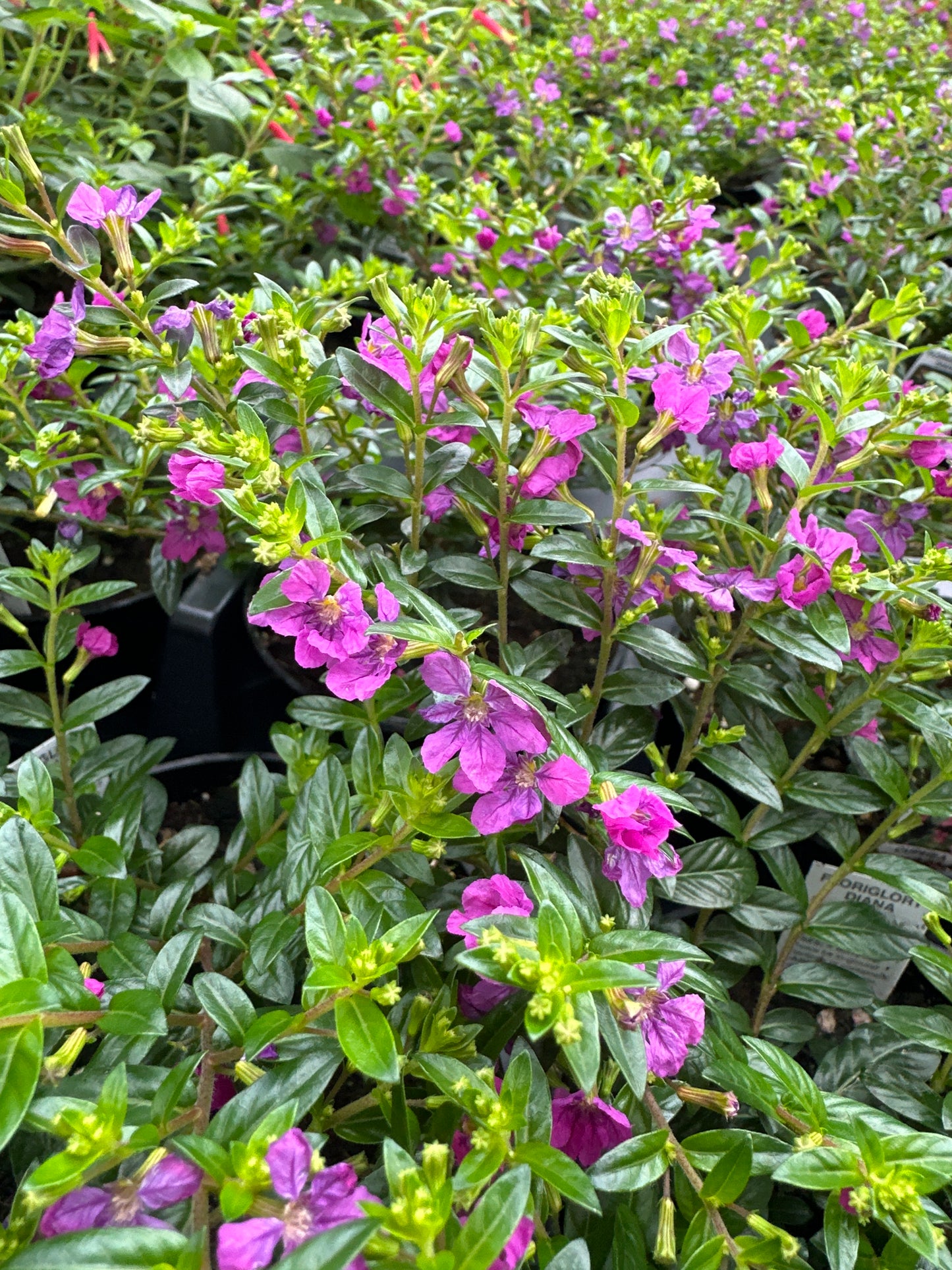 CUPHEA FLORIGLORY DIANA - 4'' POT