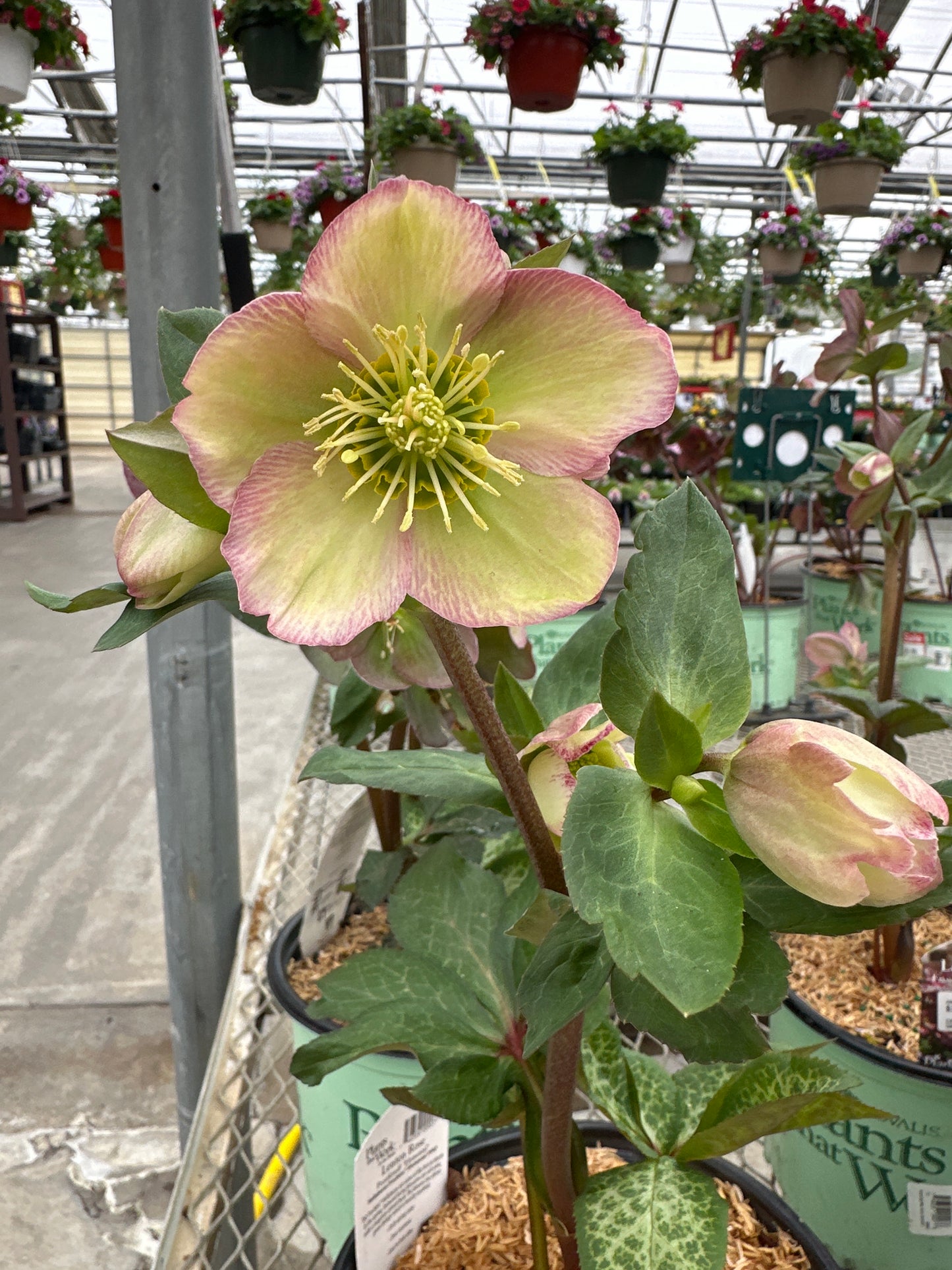 HELLEBORUS FROSTKISS 'ELEMENTAL'