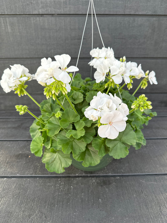GERANIUM CALLIOPE MEDIUM WHITE - 10" HANGING BASKET