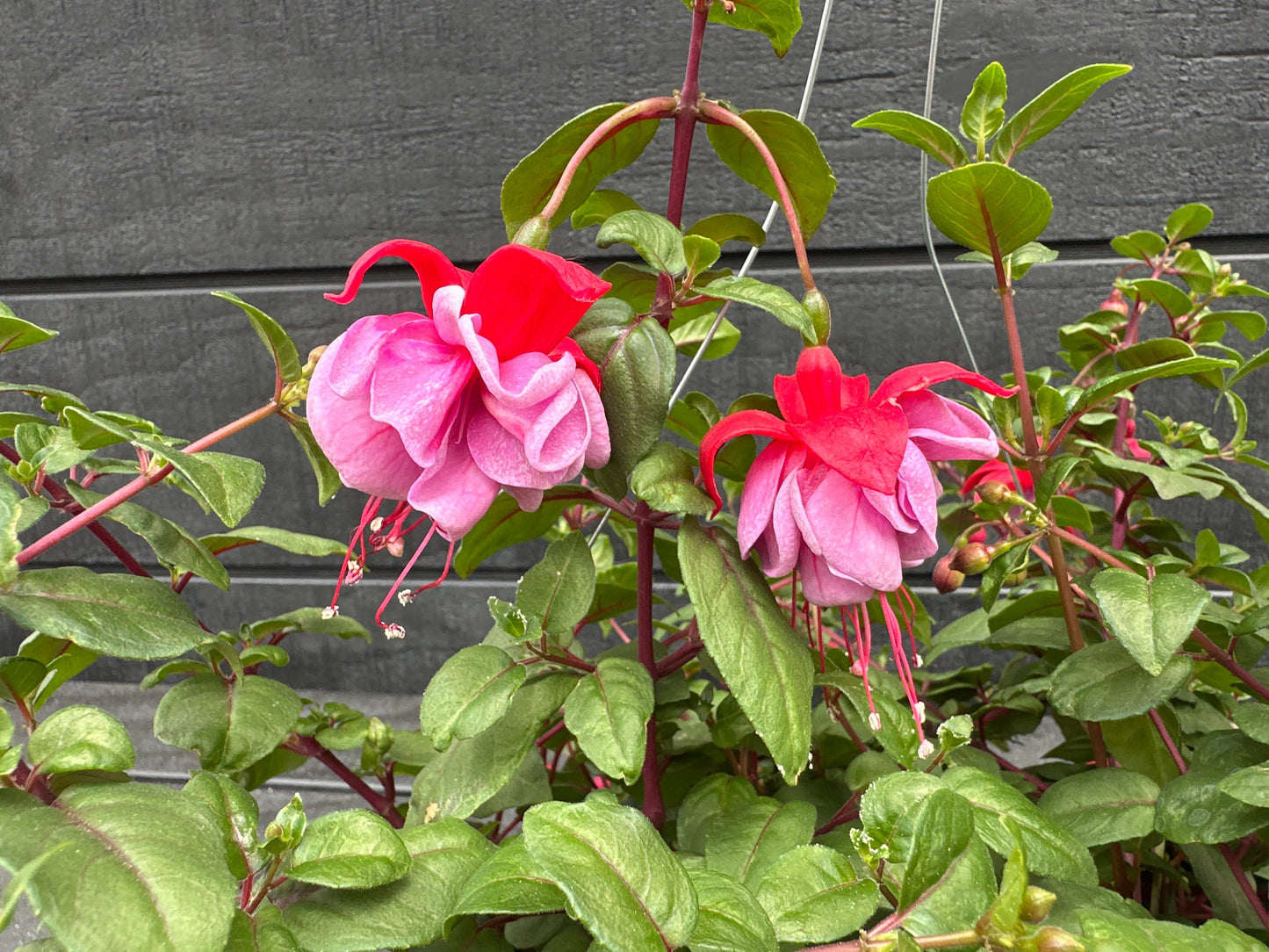 FUCHSIA BLUE EYES - 10" HANGING BASKET