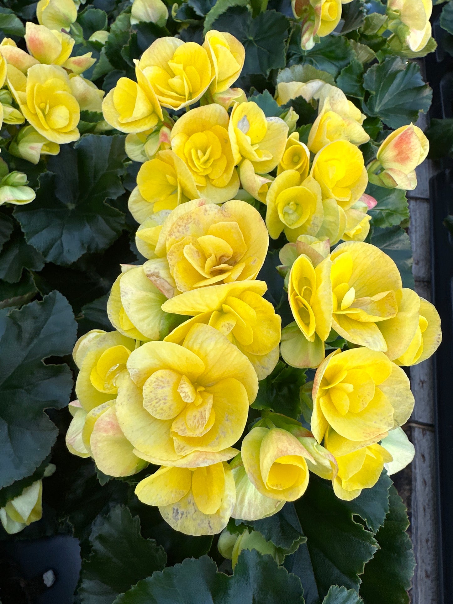 BEGONIA REIGER BLITZ - 4" POT