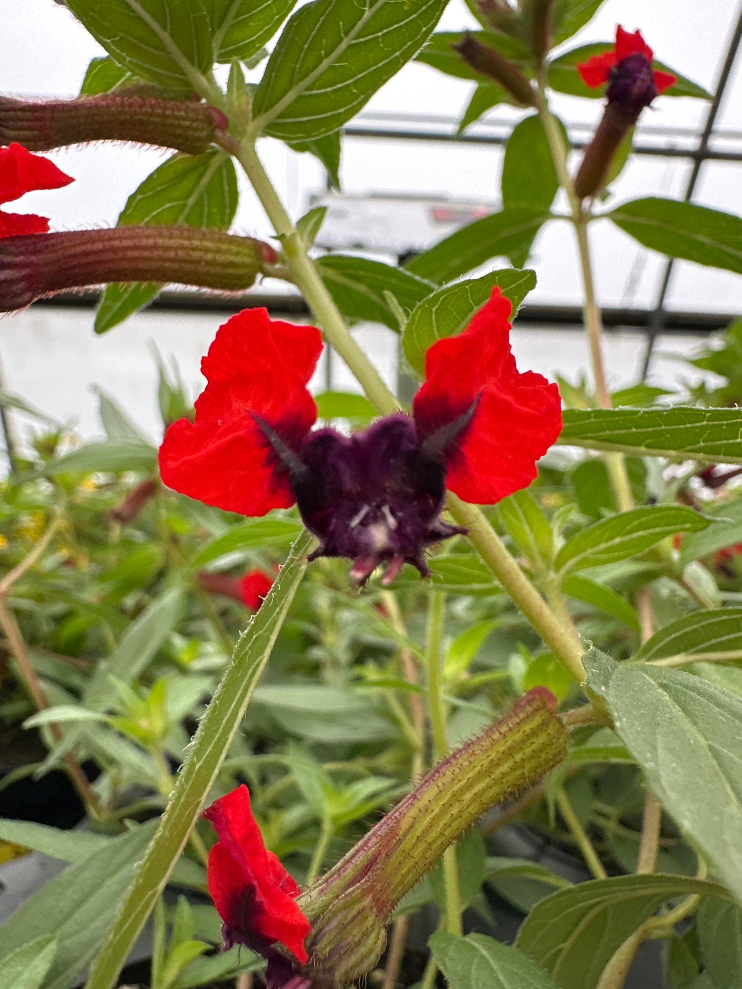 CUPHEA BAT FACE - 4" POT