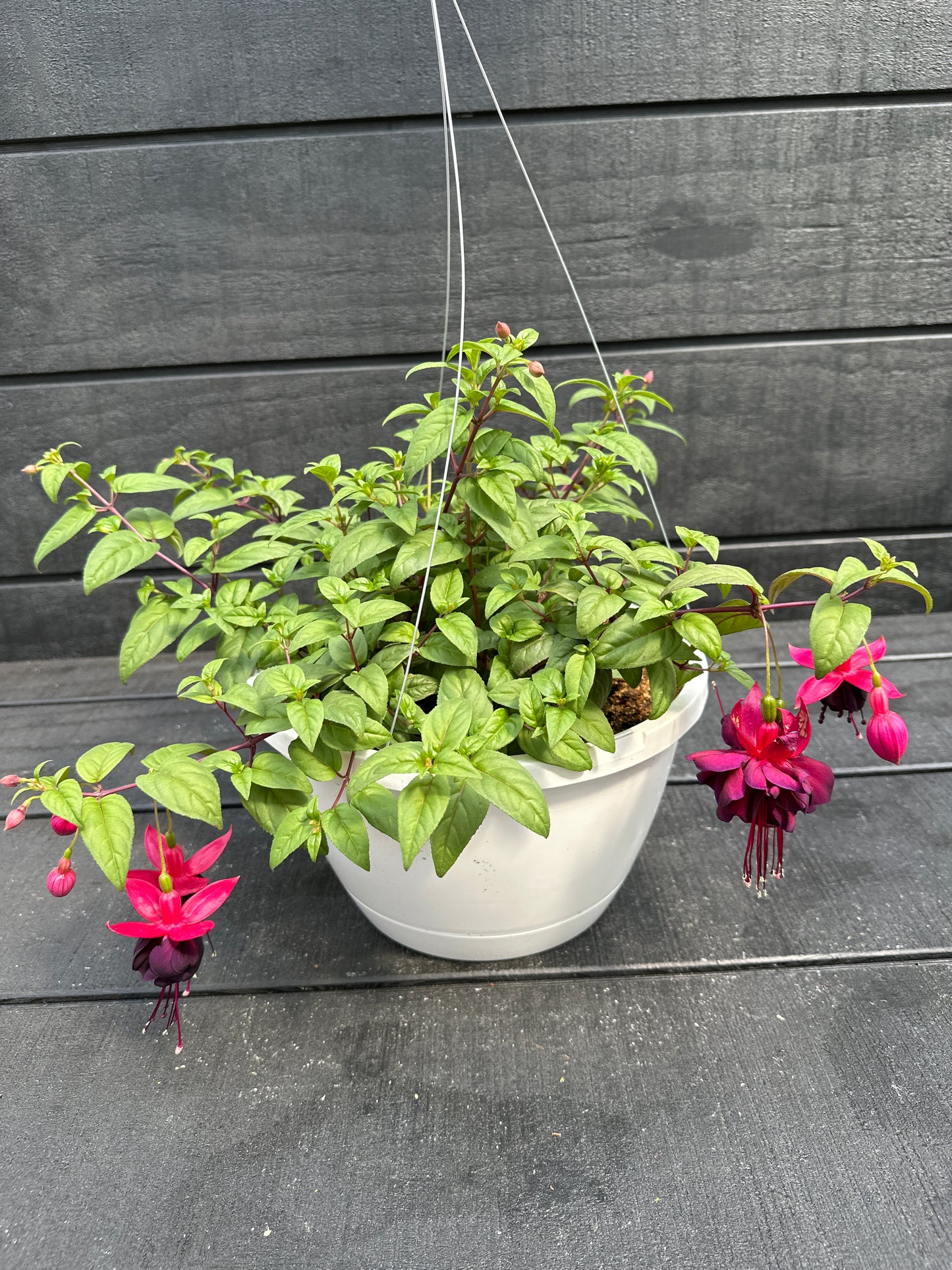 FUCHSIA NEW MILLENNIUM - 10'' HANGING BASKET