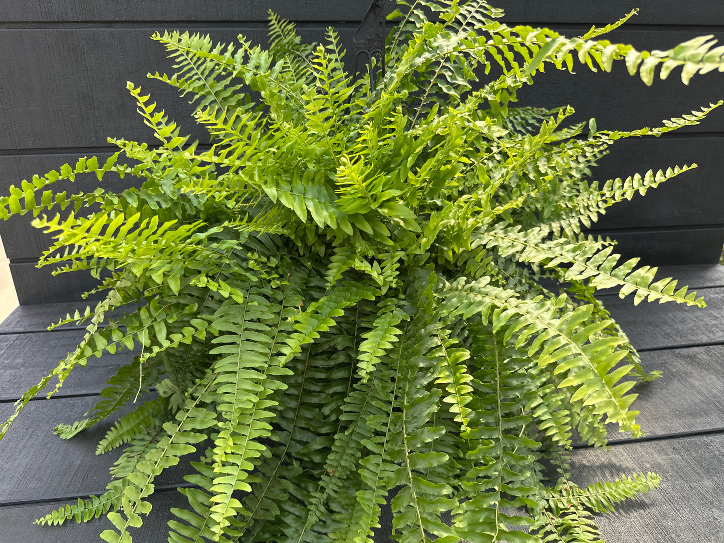 Boston Fern