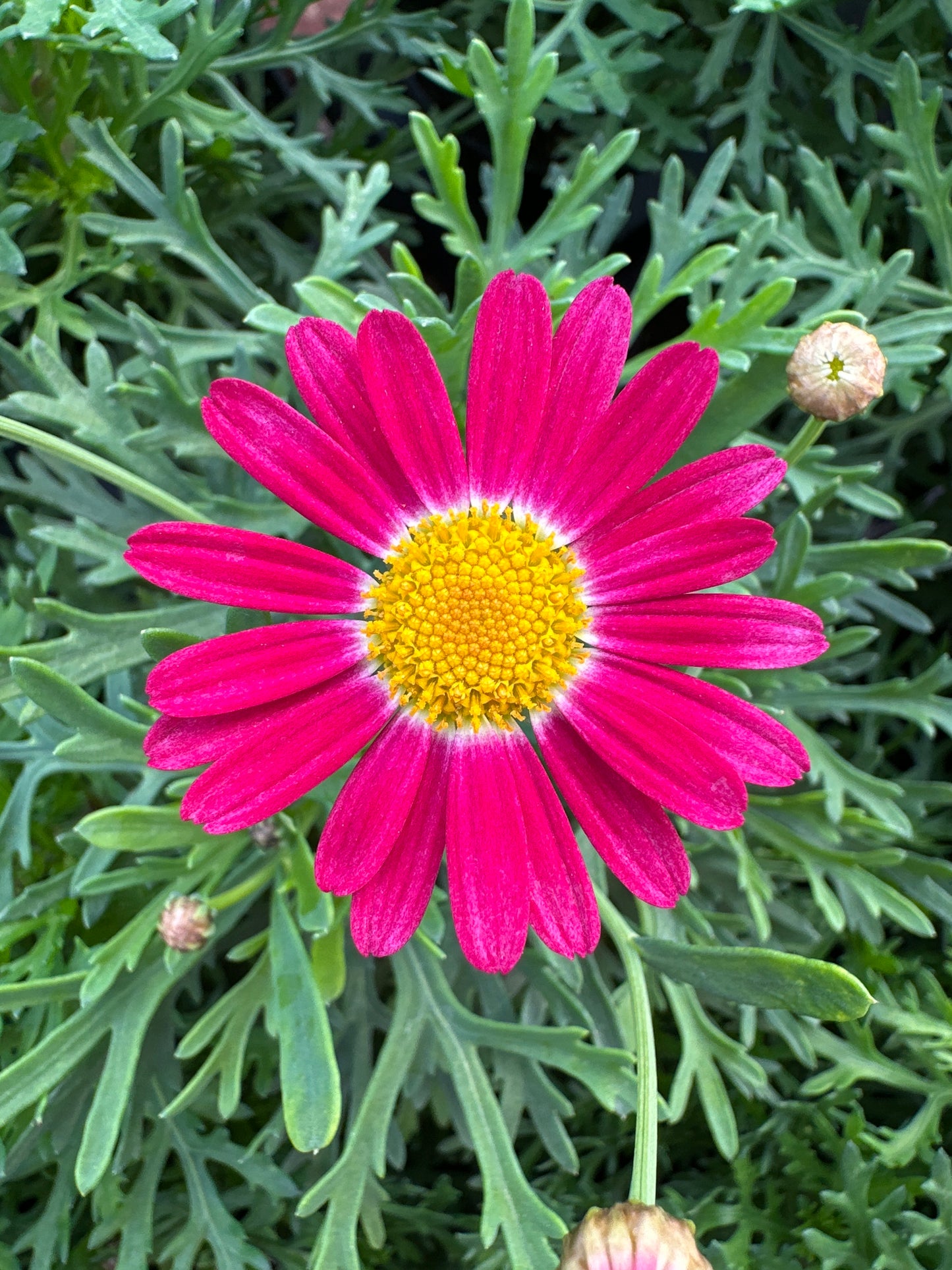 DAISY SASSY RED - 4'' POT
