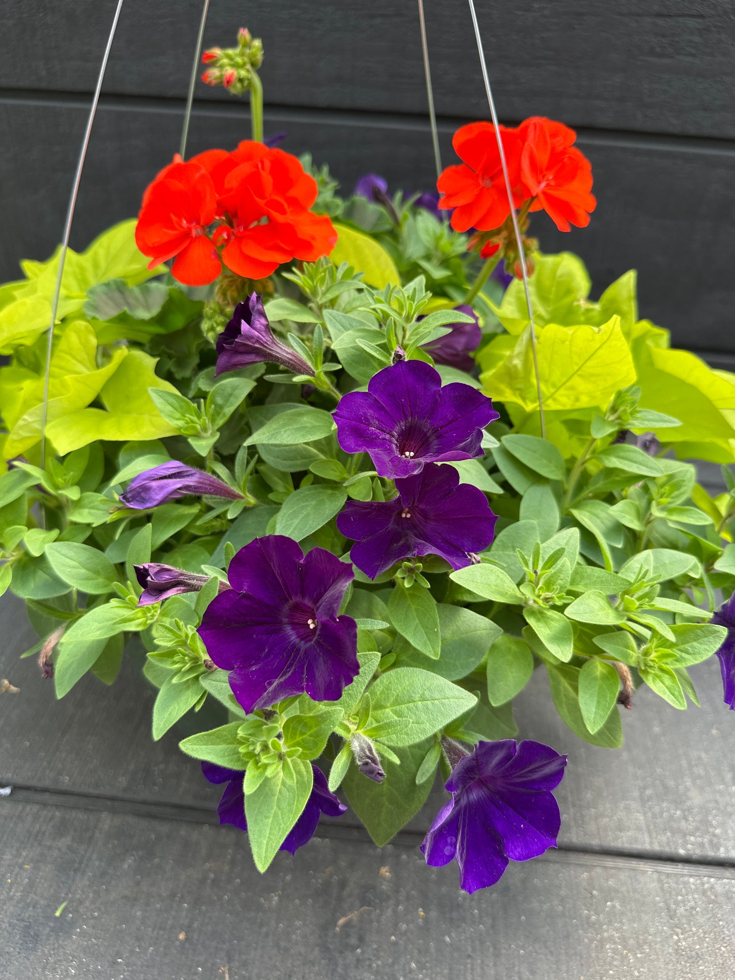 BASKET #92 - 12'' HANGING BASKET