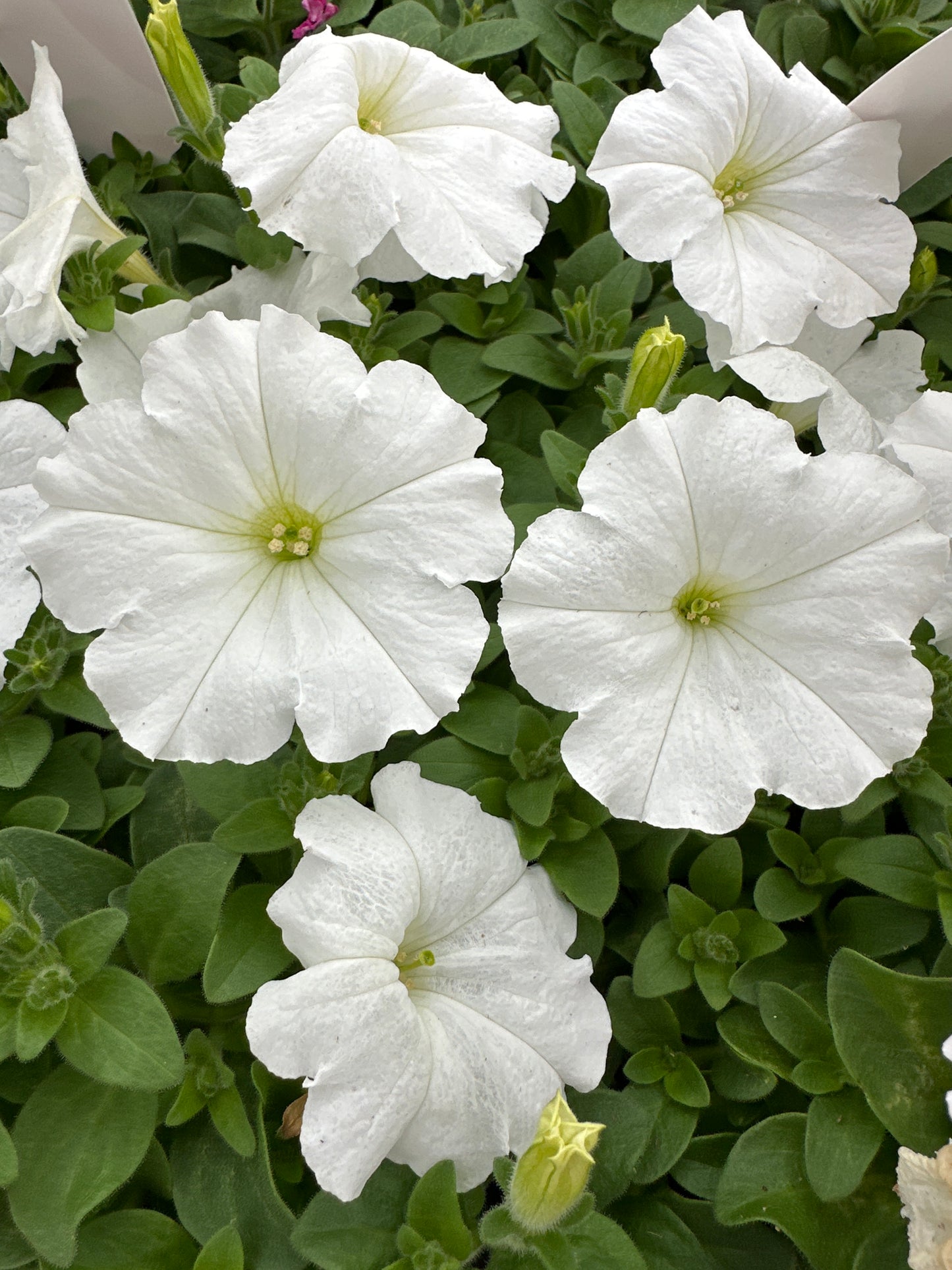 PETUNIA EASY WAVE WHITE - JUMBO 6 PACK
