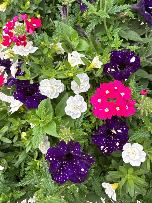 COMBO BERRY VIBES - 6" POT