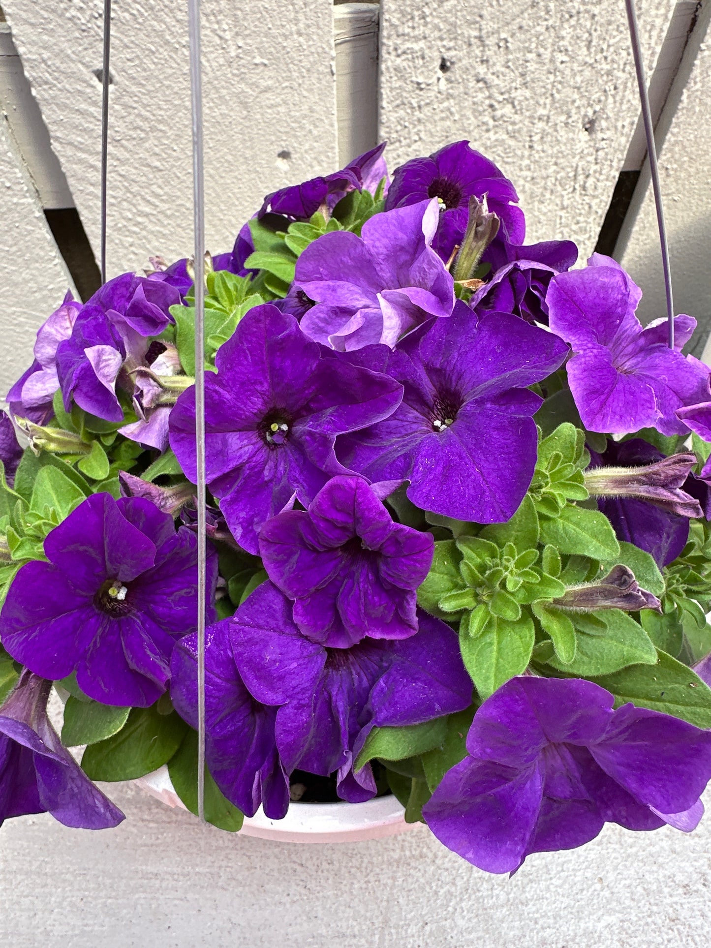 PETUNIA PRETTY GRAND MIDNIGHT - 8" HANGING BASKET