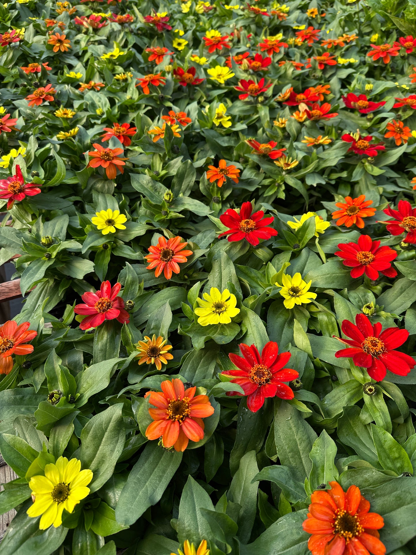 ZINNIA ZAHARA BONFIRE MIX - JUMBO 6 PACK