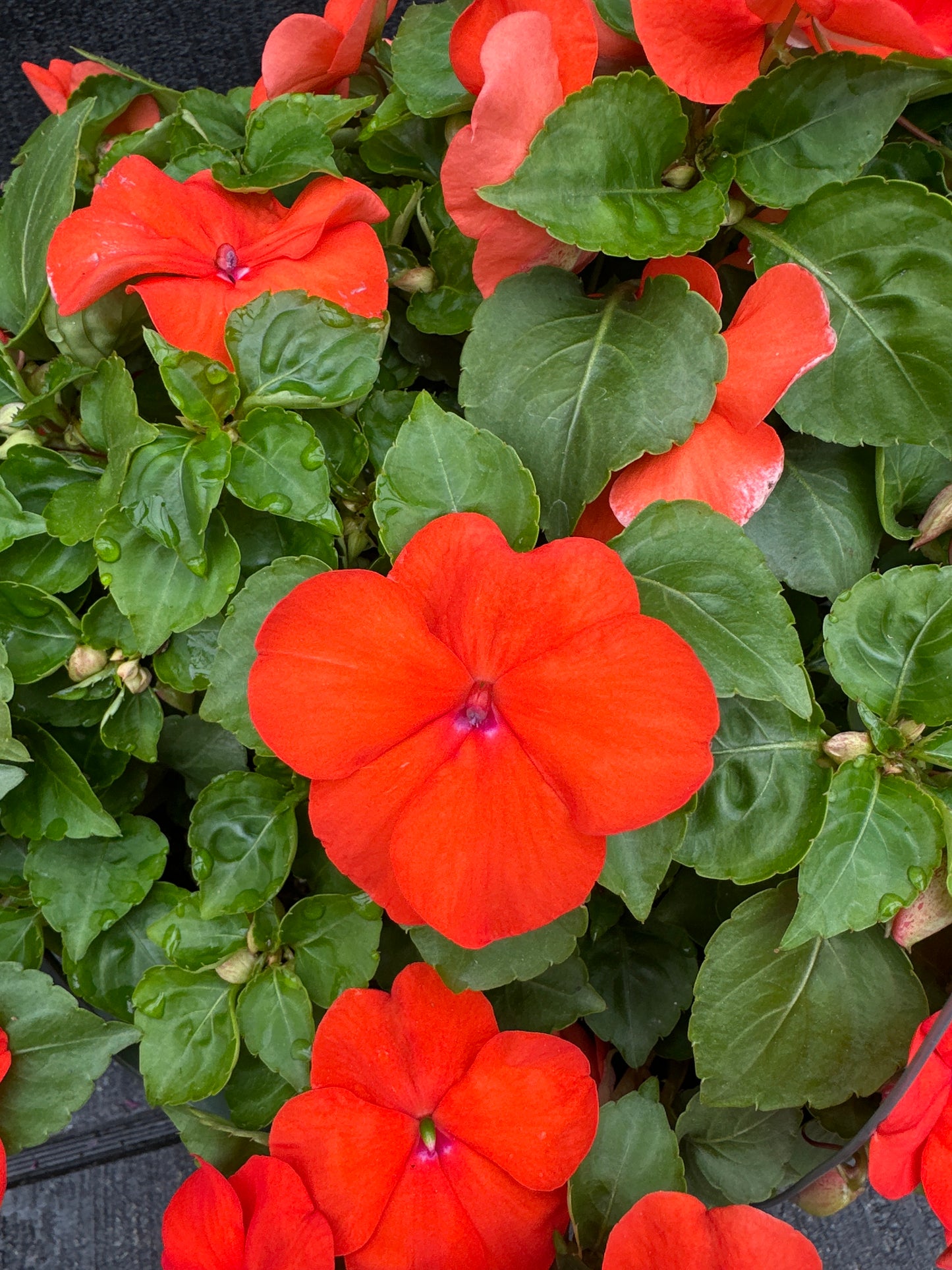 IMPATIENS BEACON ORANGE - 10" HANGING BASKET