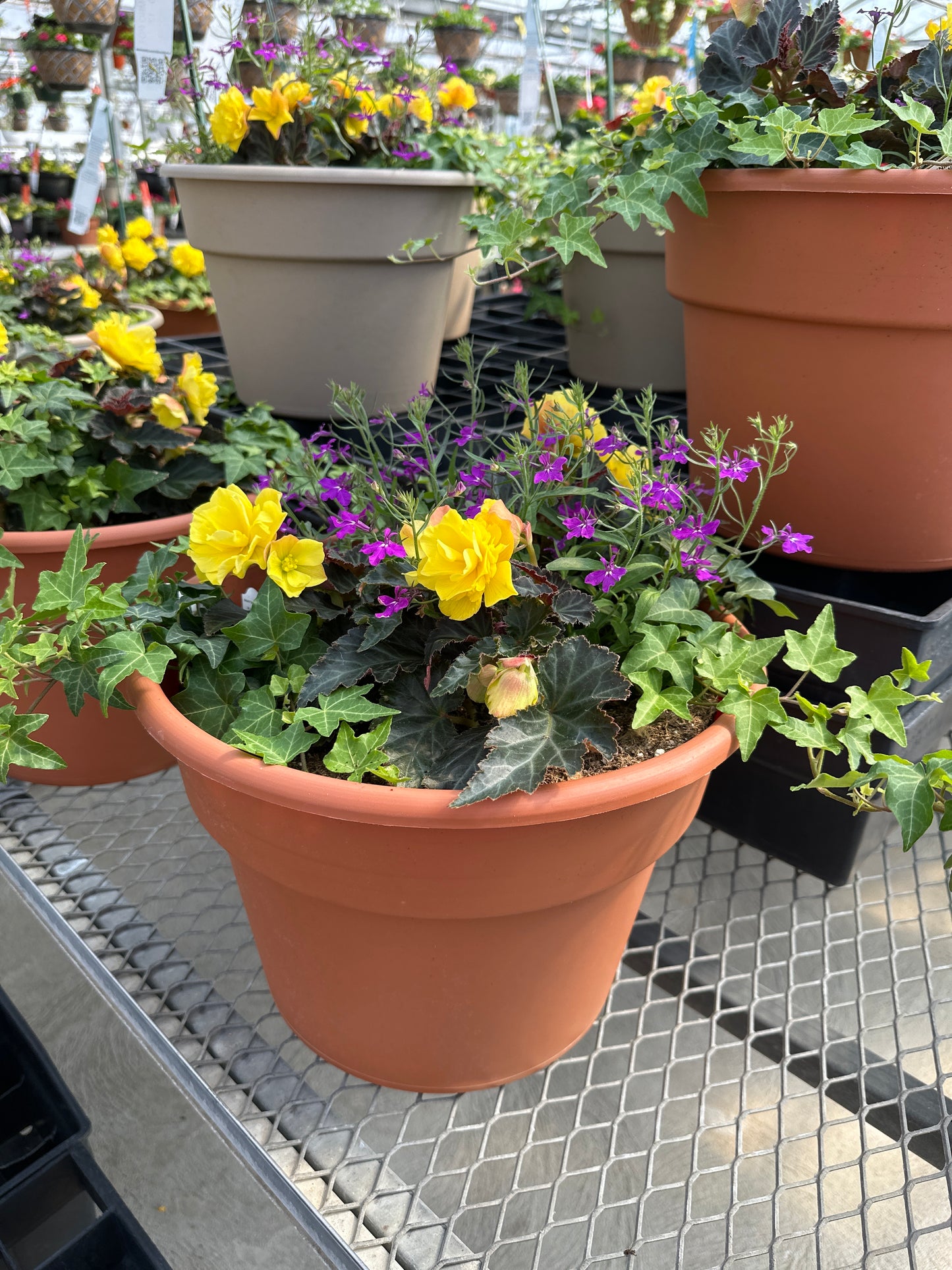 COMBO #50 - 12'' POT