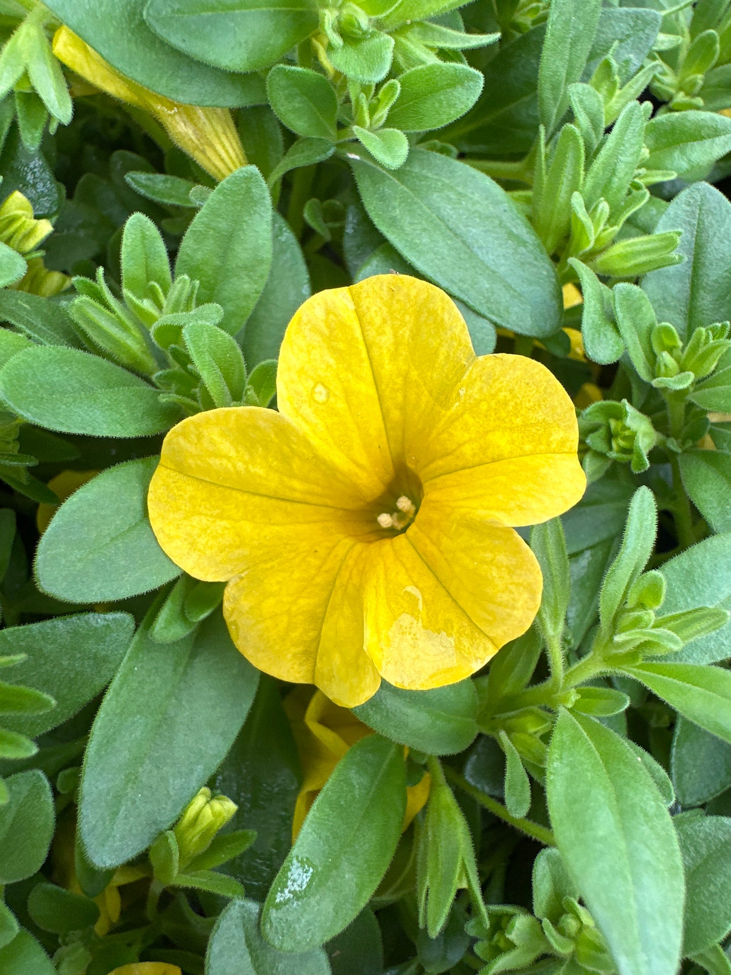 CALIBRACHOA CABARET DEEP YELLOW - 4" POT