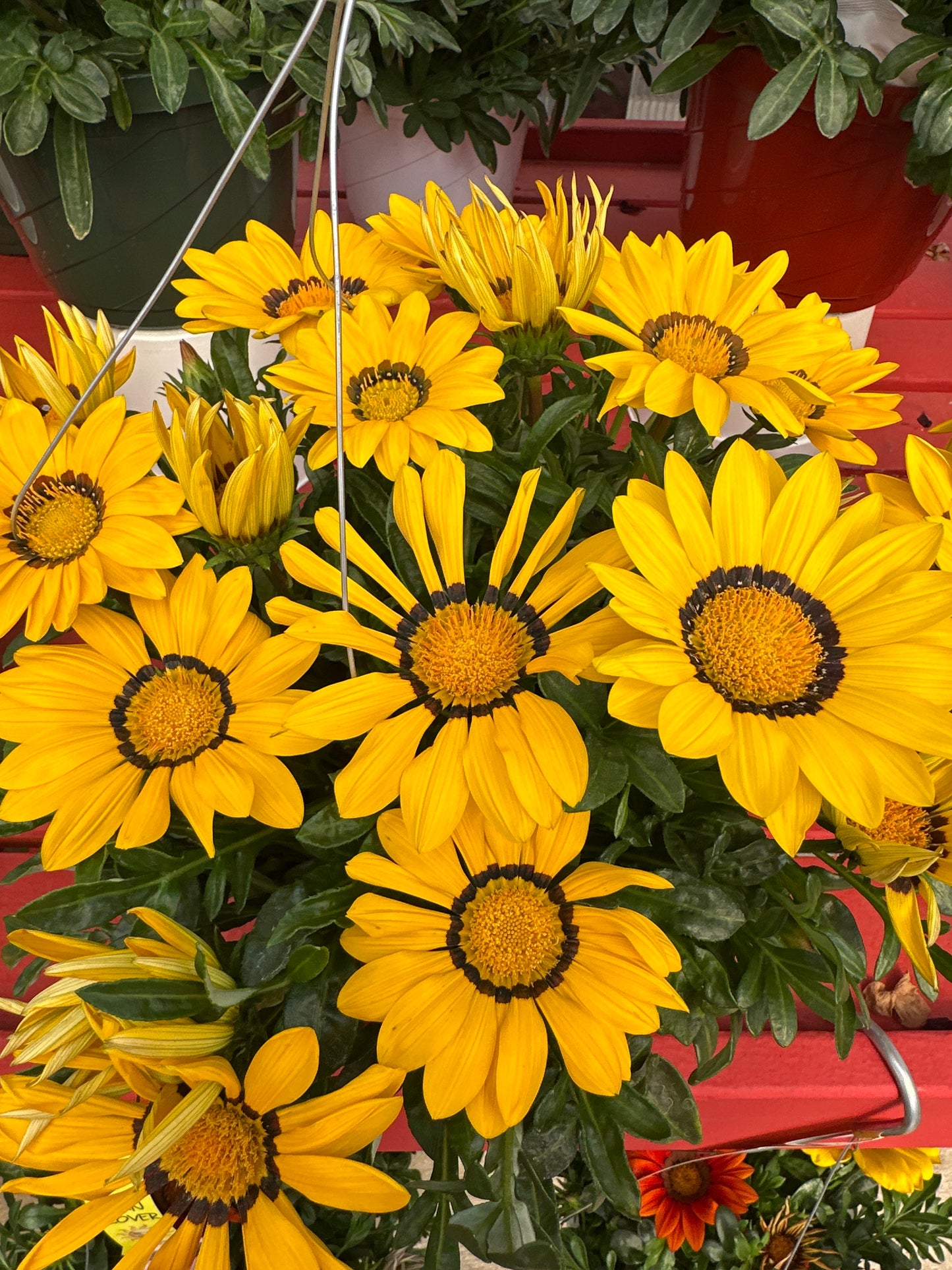 GAZANIA NEW DAY YELLOW - 8" HANGING BASKET