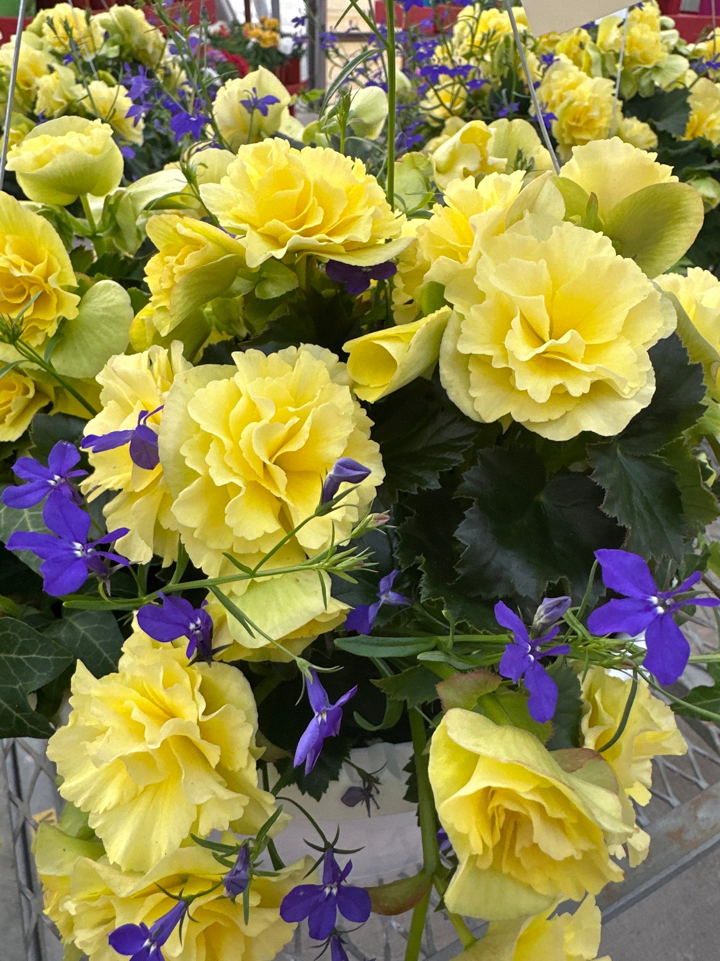 BASKET #83 - 12" HANGING BASKET