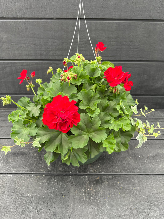 BASKET #40 - 10" HANGING BASKET