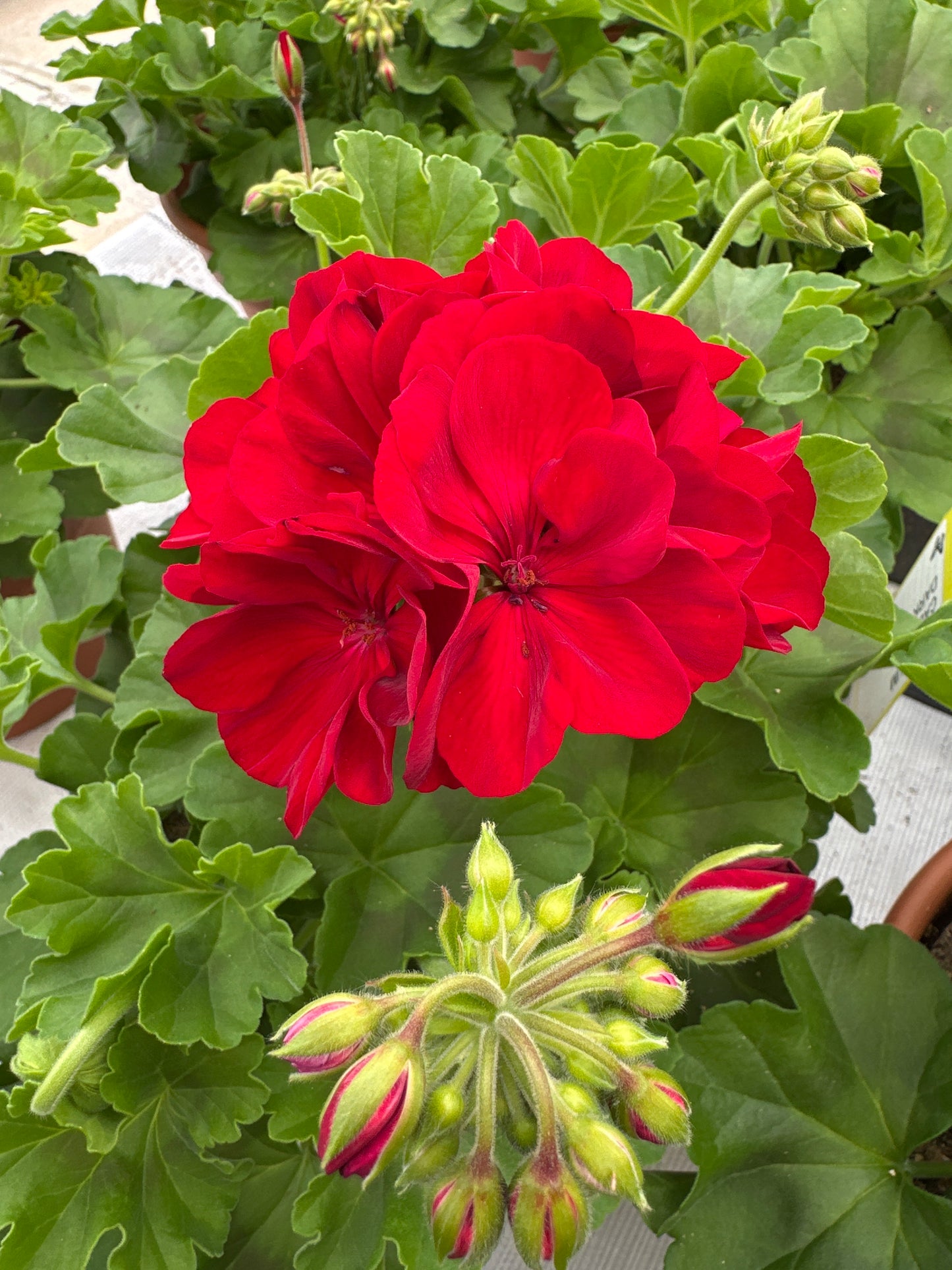 GERANIUM CALLIOPE MEDIUM DARK RED - 8" POT