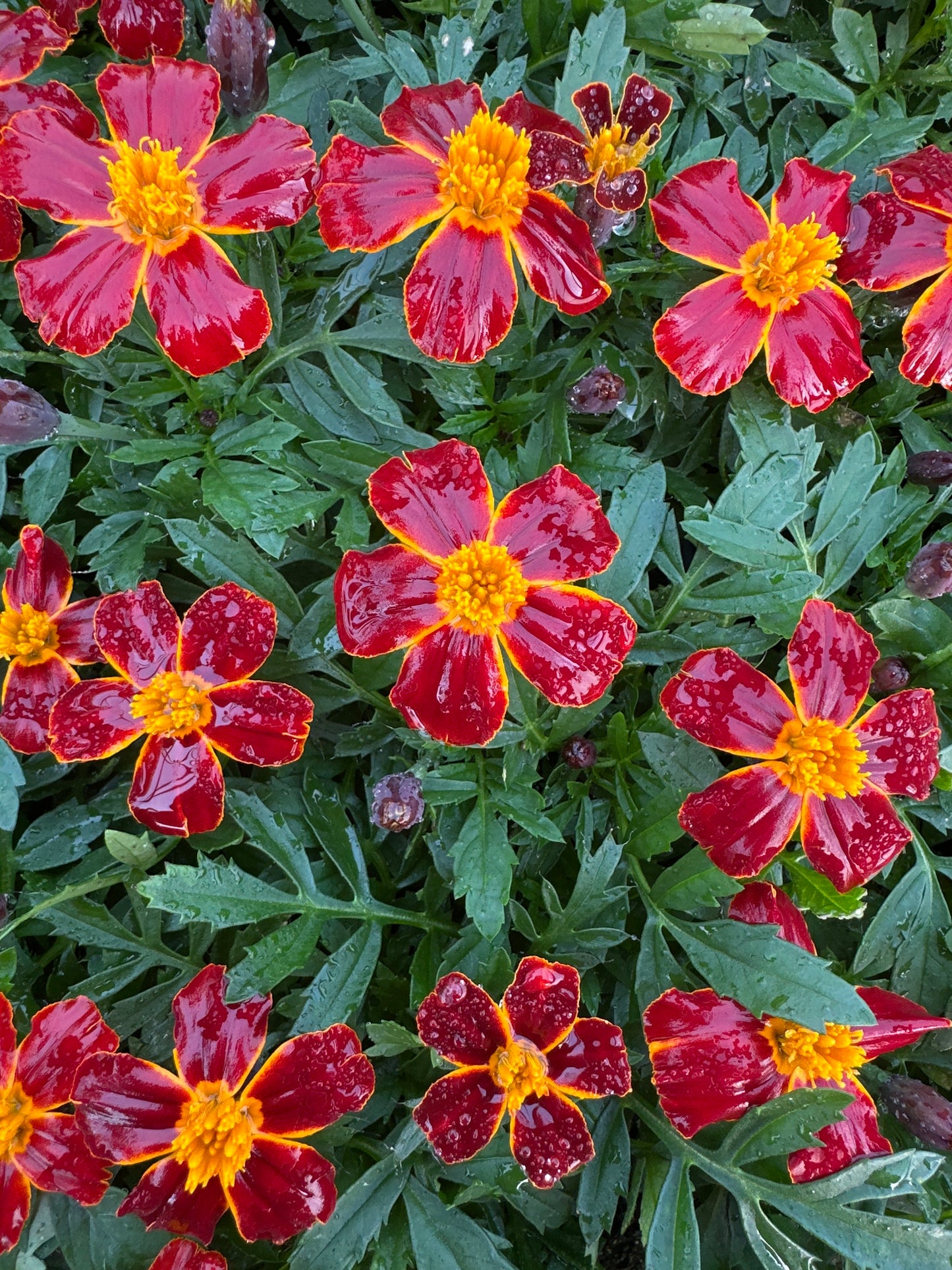 MARIGOLD DISCO RED - FLAT OF 48 PLANTS