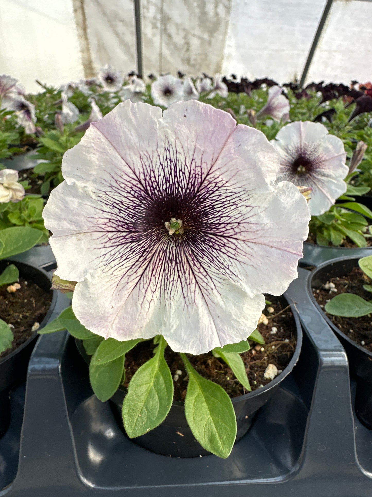 PETUNIA CRAZYTUNIA BLACK AND WHITE - 4'' POT