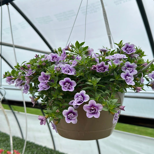 CALIBRACHOA SUPERBELLS DOUBLE TWILIGHT - 10" HANGING BASKET