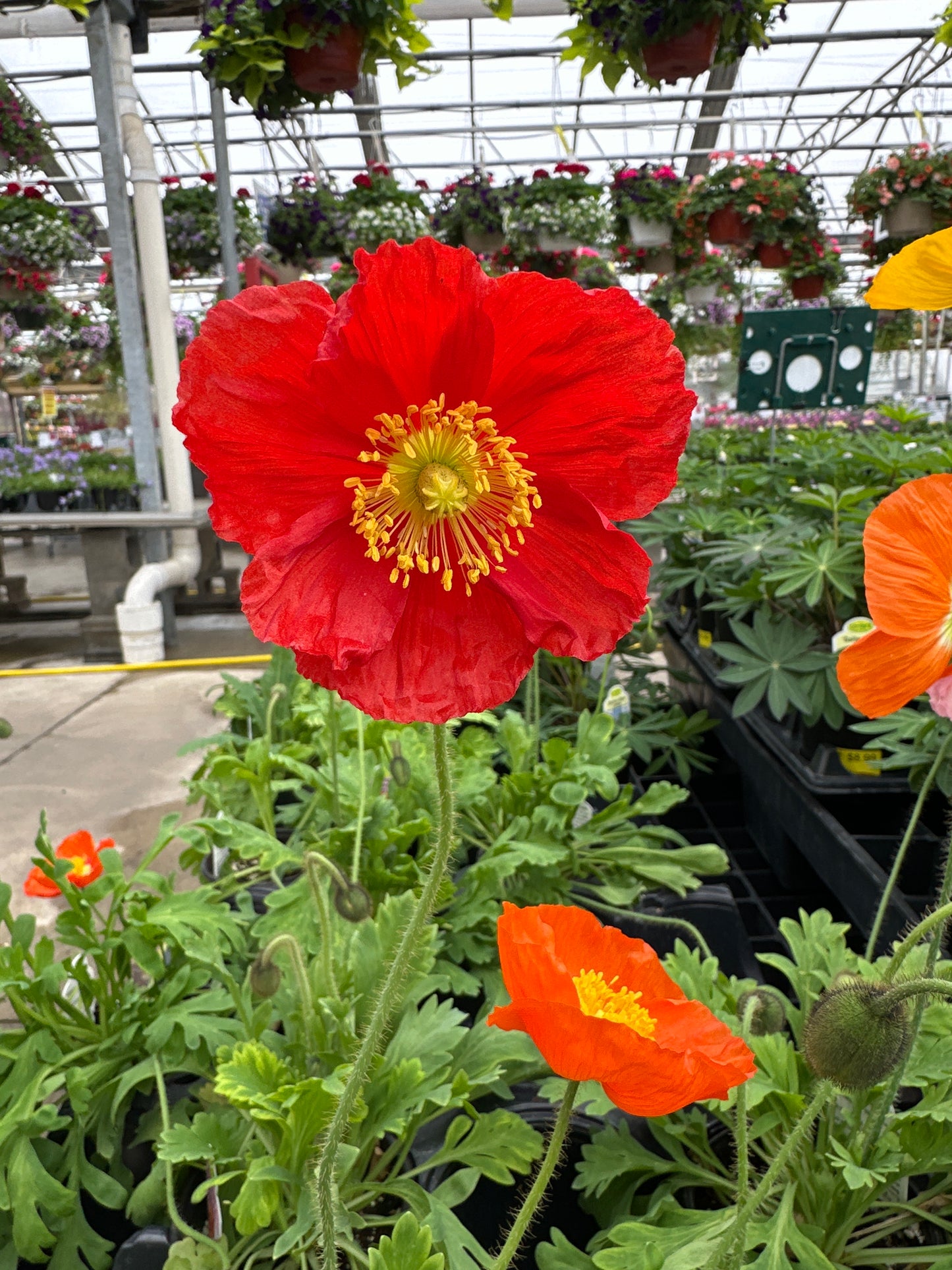 PAPAVER NUDICAULE CHAMPAGNE BUBBLES MIX - QUART POT