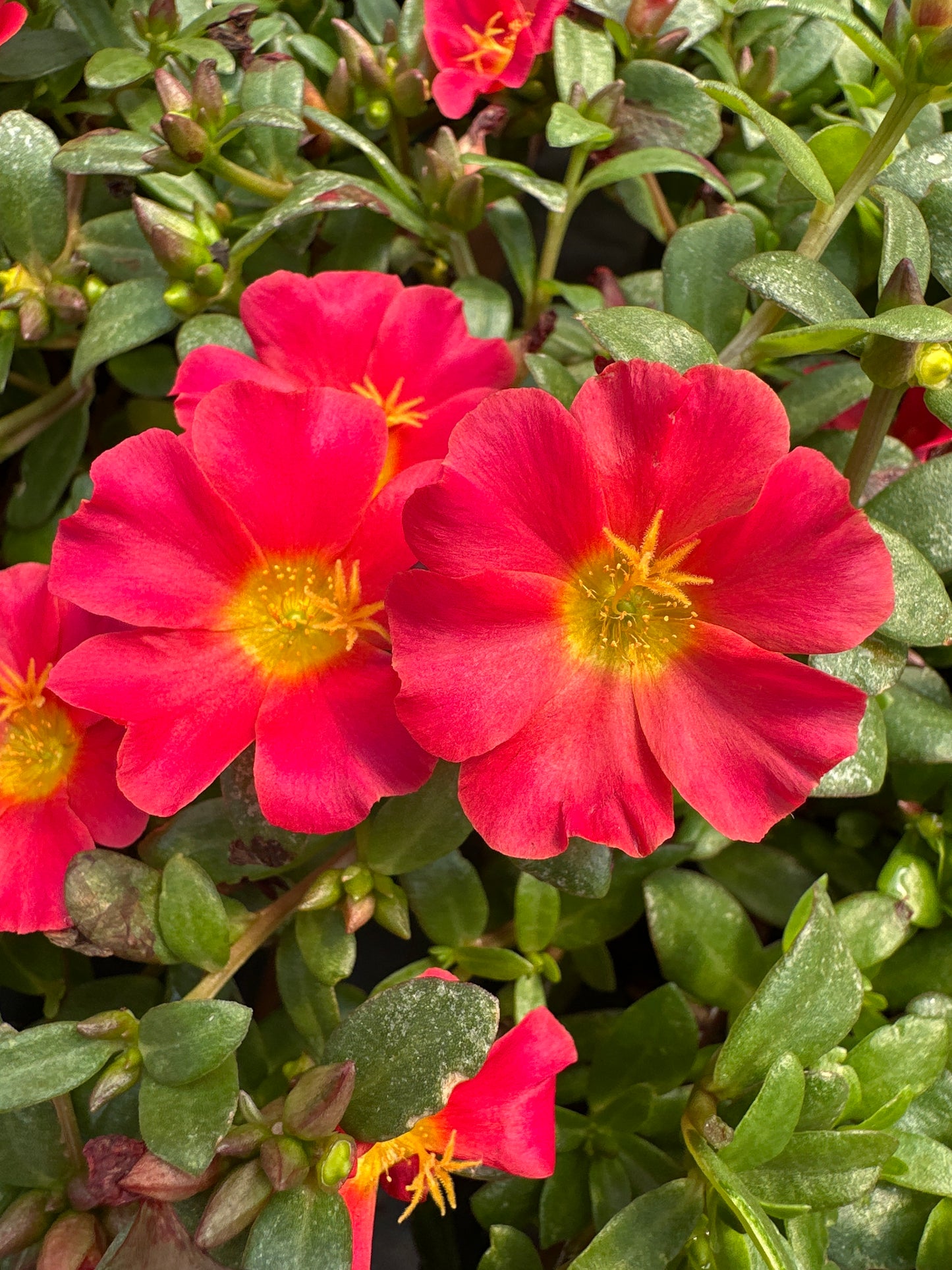 PORTULACA MEGA PAZZAZ RED - 4" POT