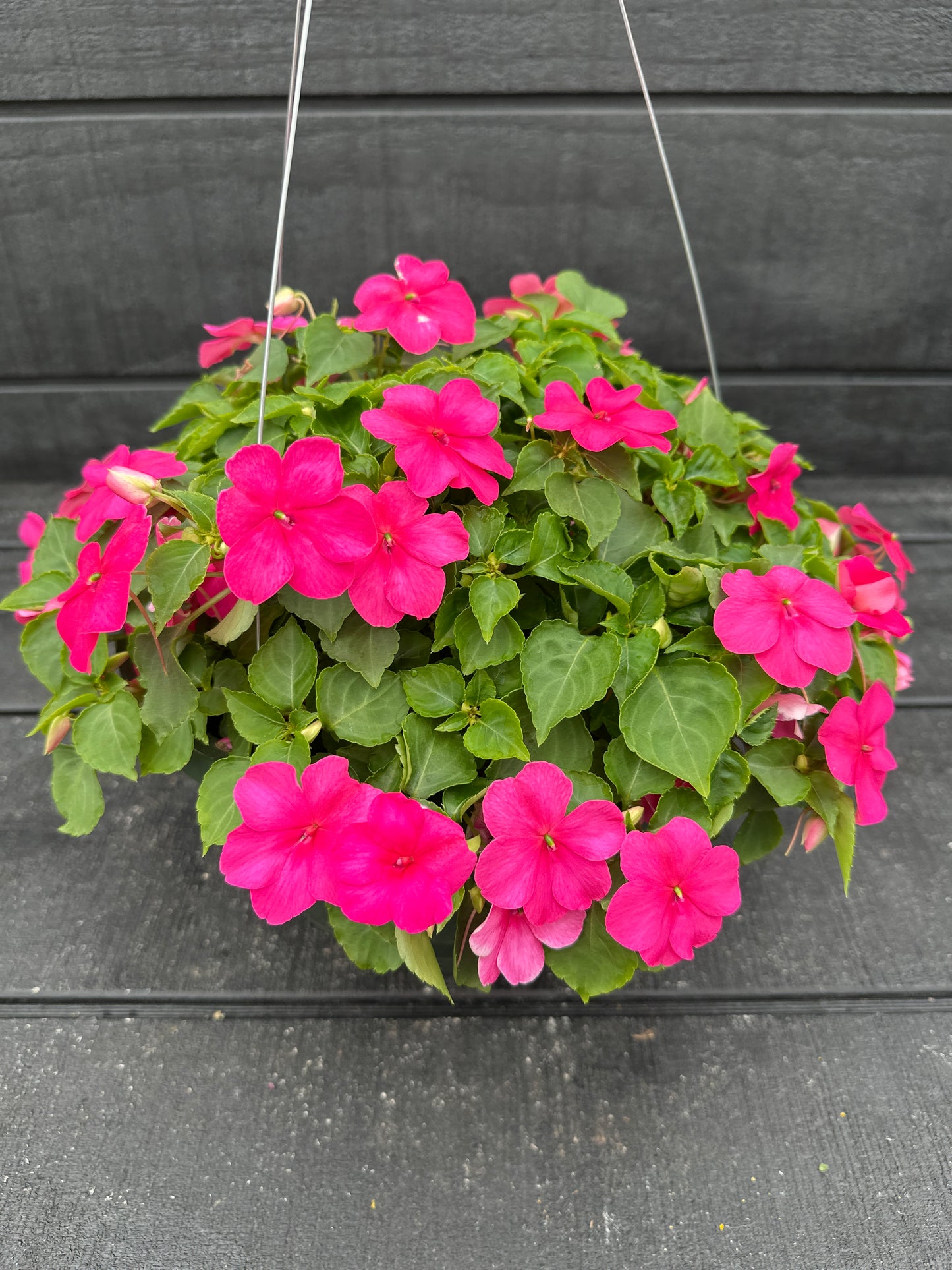 IMPATIENS BEACON ROSE - 10" HANGING BASKET