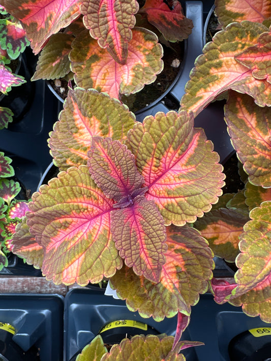COLEUS MAIN STREET SUNSET BOULEVARD - 4'' POT