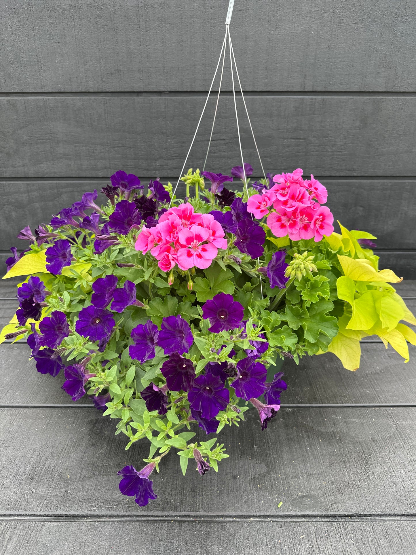 BASKET #23 - 12" HANGING BASKET