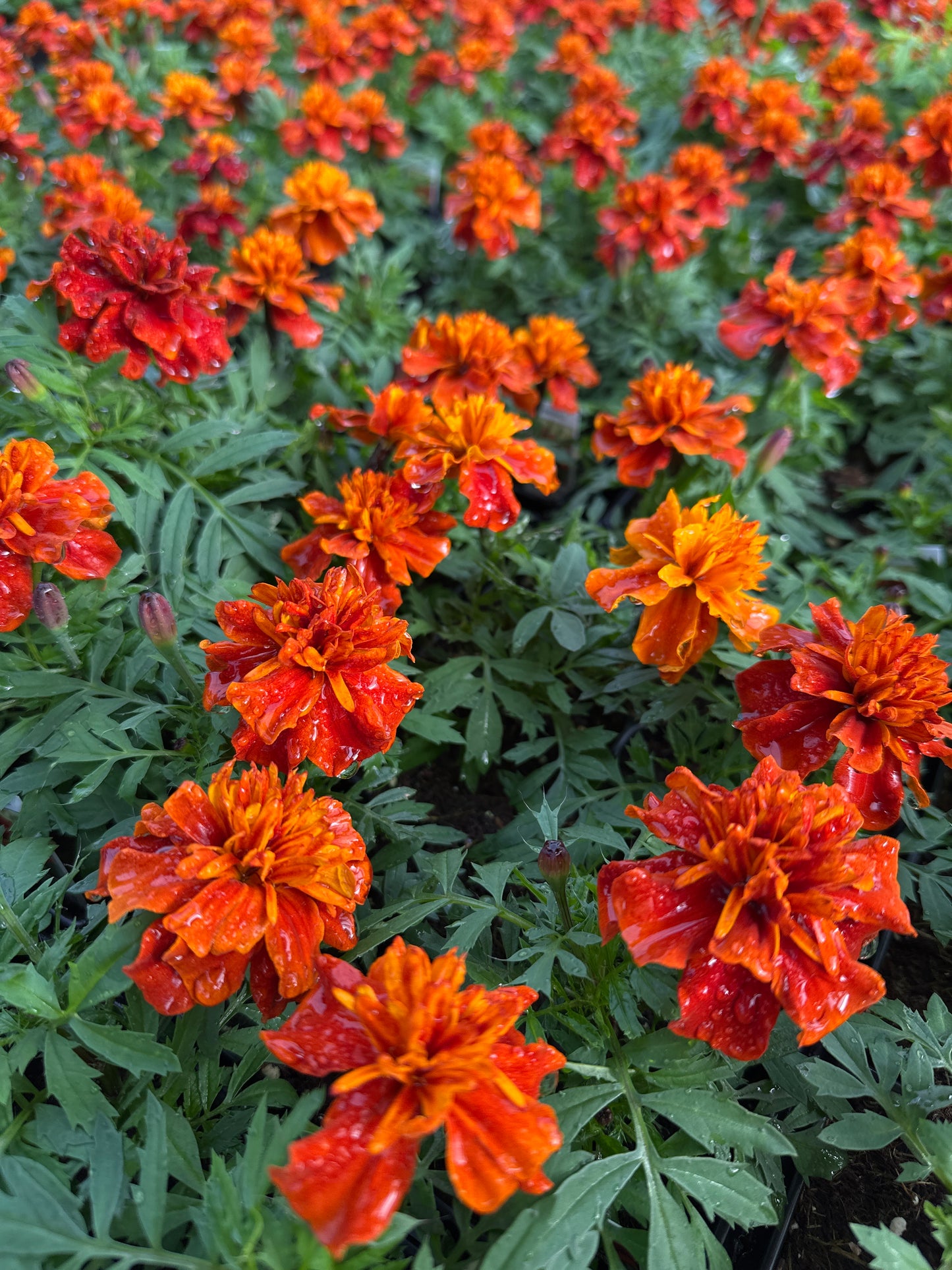 MARIGOLD FIREBALL - JUMBO 6 PACK