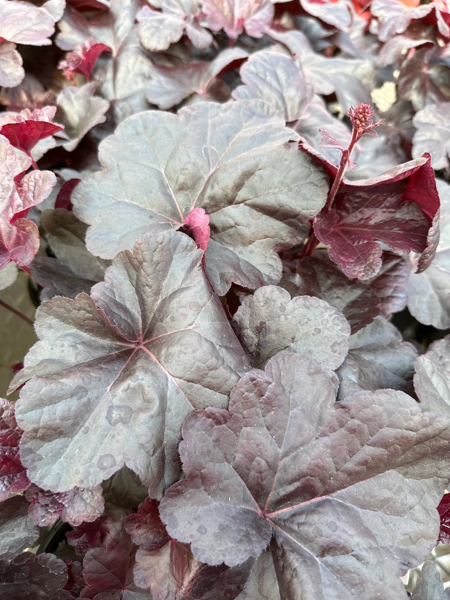 HEUCHERA OBSIDIAN - QUART POT