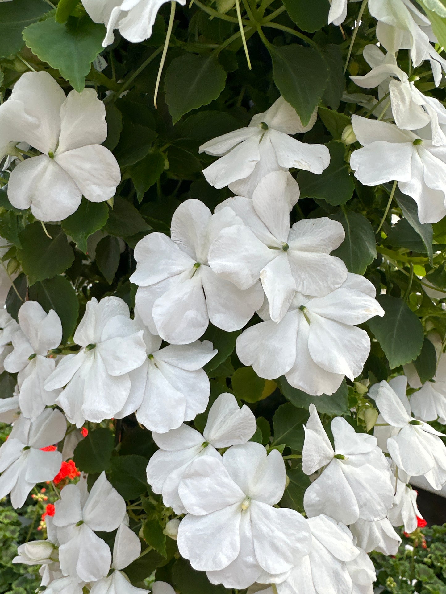 IMPATIENS BEACON WHITE - FLOWER BAG