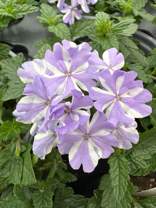 VERBENA SUPERBENA STORMBURST - QUART POT