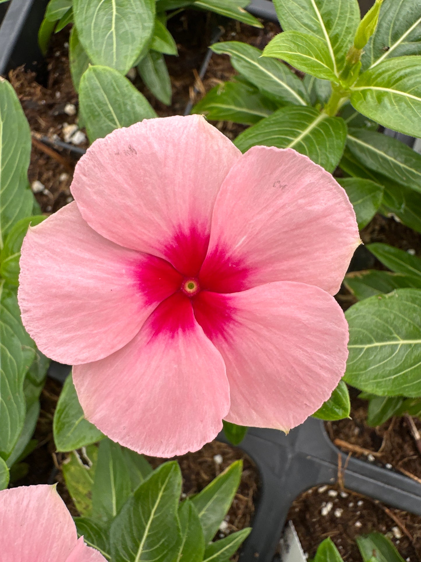 PERIWINKLE VINCA CORA XDR APRICOT - FLAT OF 32 PLANTS