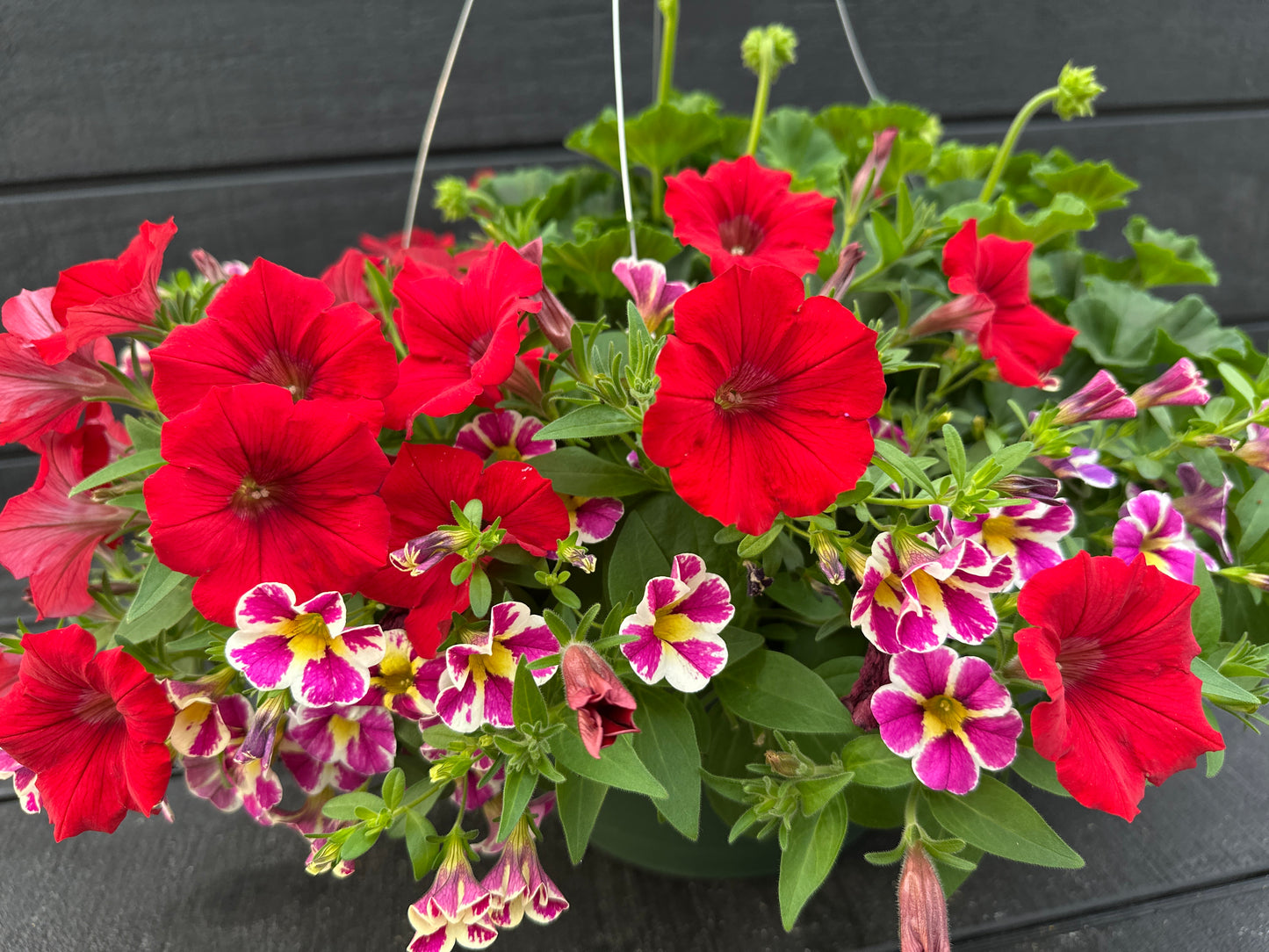 BASKET #27 - 12" HANGING BASKET