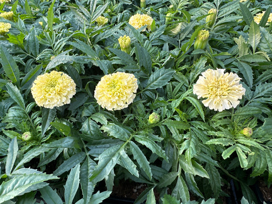 MARIGOLD LANNA LACE - JUMBO 6 PACK