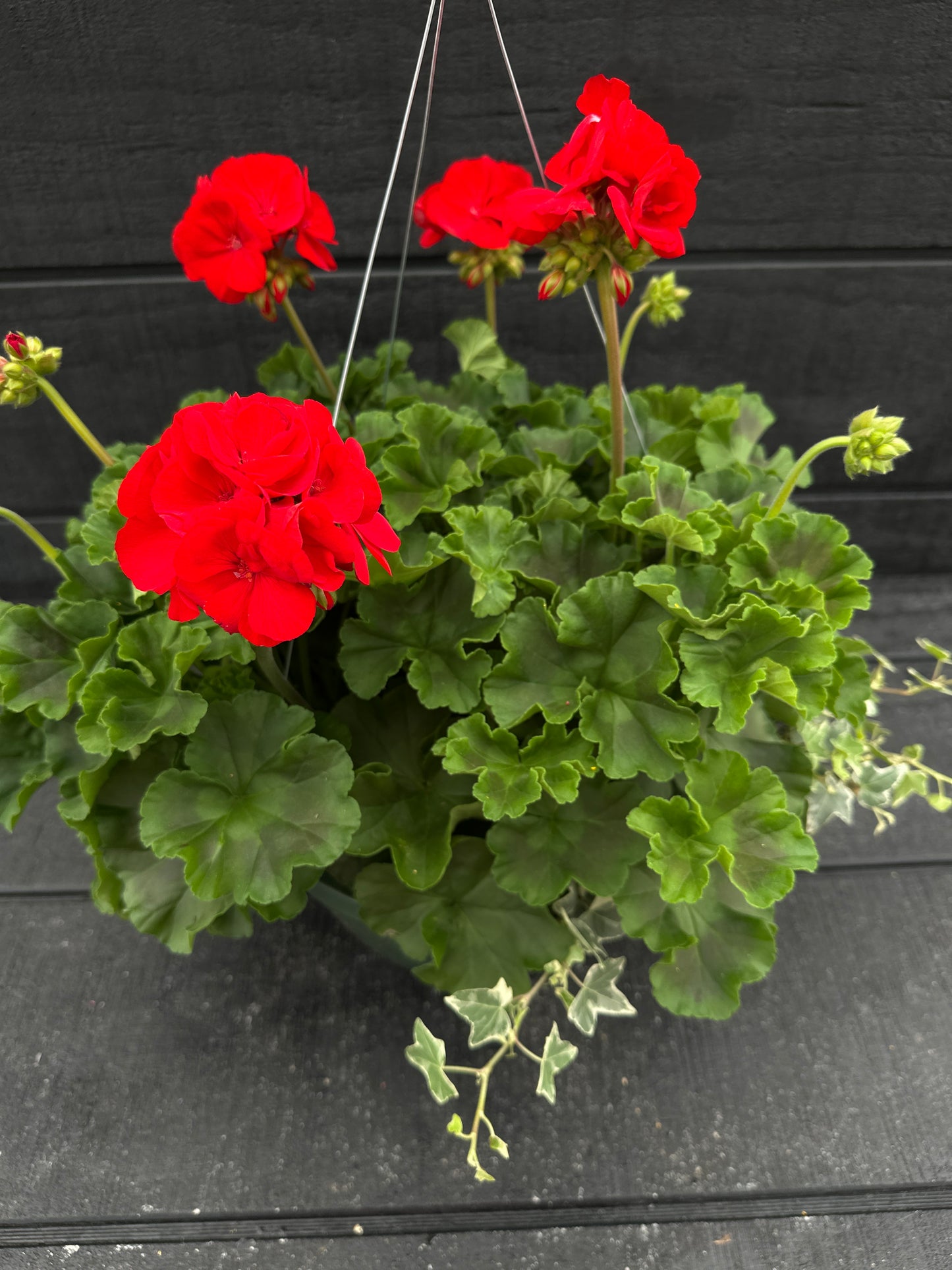 BASKET #52 - 10" HANGING BASKET