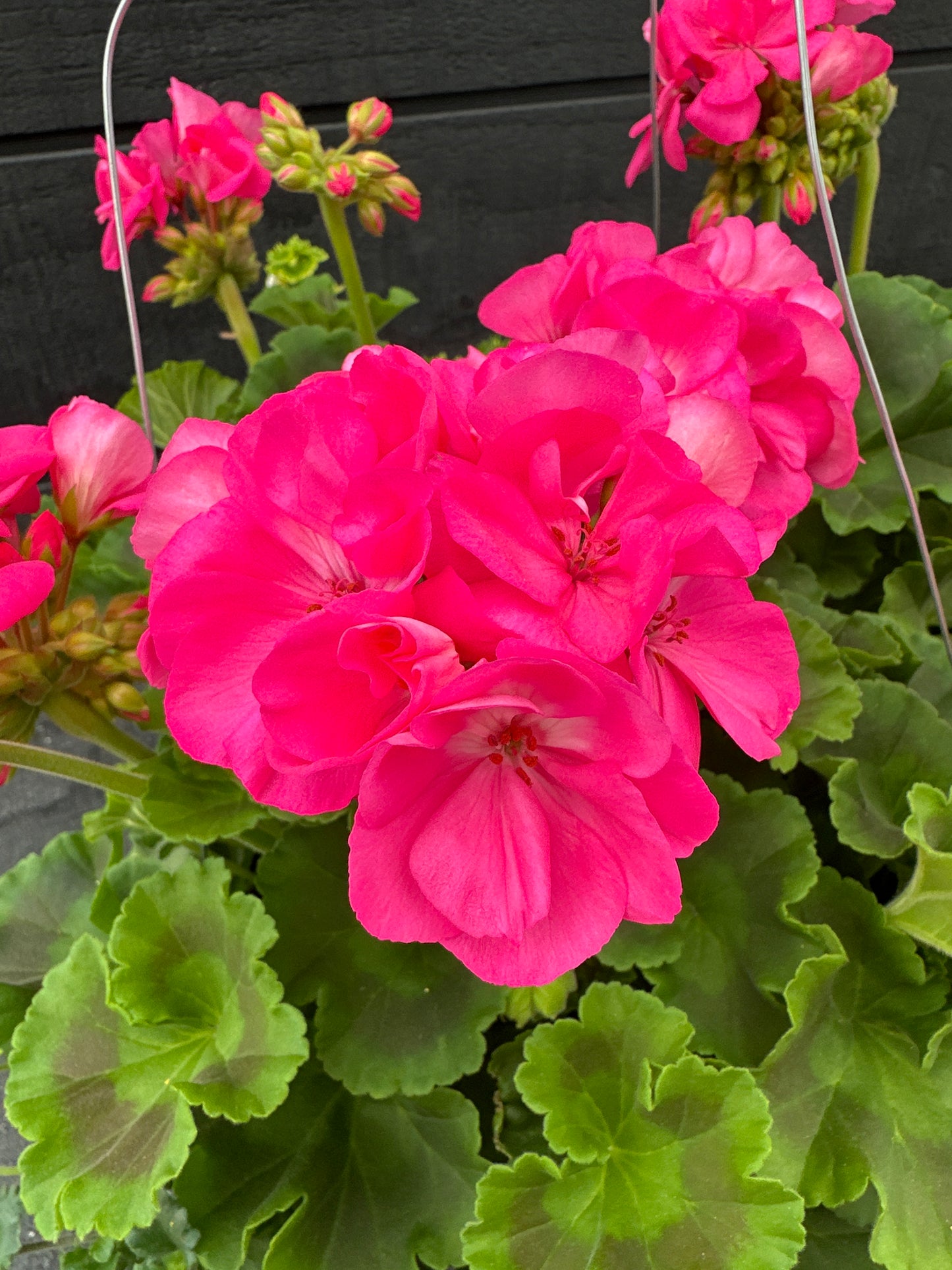 BASKET #41 - 10" HANGING BASKET